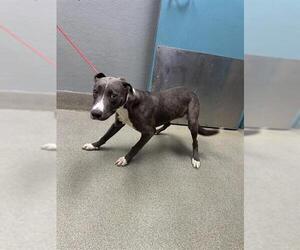 Labrador Retriever-Unknown Mix Dogs for adoption in Las Vegas, NV, USA