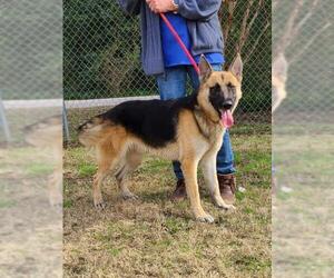 German Shepherd Dog-Unknown Mix Dogs for adoption in Brooklyn, NY, USA