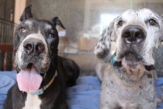 Great Dane Dogs for adoption in Prescott Valley, AZ, USA