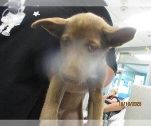 Australian Kelpie-Unknown Mix Dogs for adoption in Oklahoma City, OK, USA