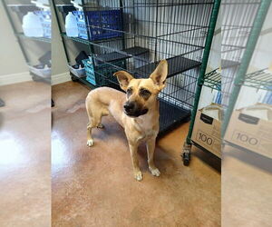 German Shepherd Dog-Unknown Mix Dogs for adoption in Bolivar, MO, USA