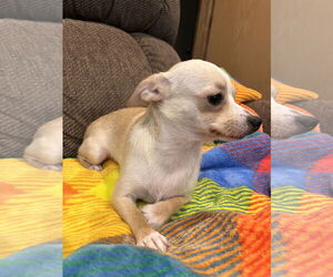 Chihuahua-Unknown Mix Dogs for adoption in Lake Elsinore, CA, USA
