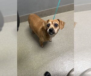 Puggle Dogs for adoption in Las Vegas, NV, USA