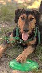 Airedale Terrier Dogs for adoption in Freeport, FL, USA