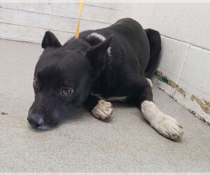 Border Collie-Unknown Mix Dogs for adoption in San Bernardino, CA, USA