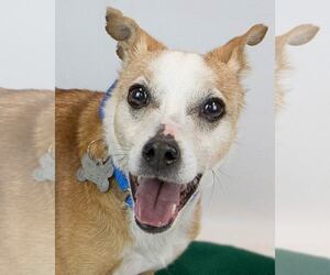 Jack Russell Terrier-Unknown Mix Dogs for adoption in Kennesaw, GA, USA