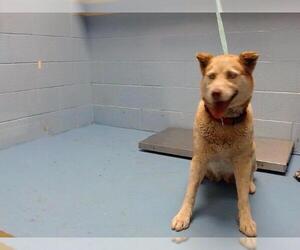 Siberian Husky-Unknown Mix Dogs for adoption in Moreno Valley, CA, USA