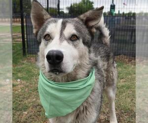 - Mix Dogs for adoption in San Antonio, TX, USA