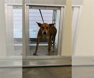 Carolina Dog Dogs for adoption in Corona, CA, USA