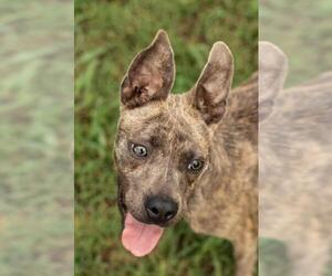 American Staffordshire Terrier-Unknown Mix Dogs for adoption in Chouteau, OK, USA