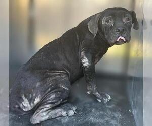 Labrador Retriever-Unknown Mix Dogs for adoption in San Antonio, TX, USA