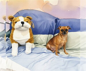 Chihuahua-Unknown Mix Dogs for adoption in Fort Lauderdale, FL, USA