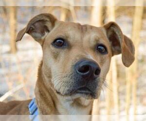 Black Mouth Cur Dogs for adoption in Pittsburgh, PA, USA