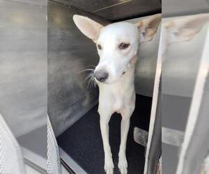 American Staffordshire Terrier-Unknown Mix Dogs for adoption in San Antonio, TX, USA