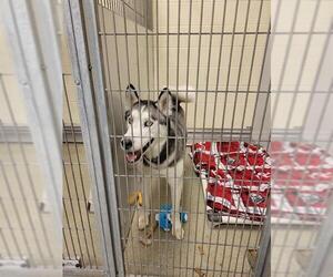 Medium Photo #1 Siberian Husky Puppy For Sale in West Valley, UT, USA