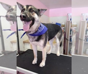 Alaskan Husky-Unknown Mix Dogs for adoption in Lakeport, CA, USA