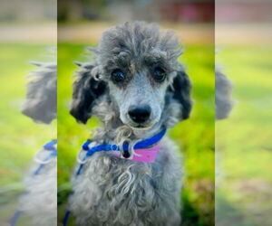 Poodle (Toy) Dogs for adoption in Pacolet, SC, USA