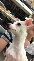 Medium Photo #1 Chihuahua Puppy For Sale in Queen Creek, AZ, USA