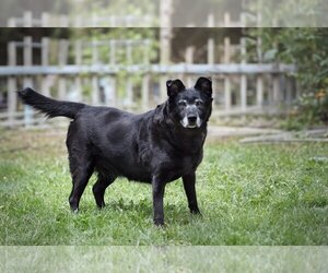 Labrador Retriever-Unknown Mix Dogs for adoption in Bardstown, KY, USA