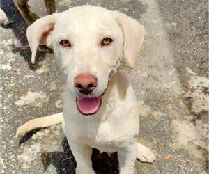 Labrador Retriever-Unknown Mix Dogs for adoption in Sanford, FL, USA