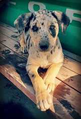 Medium Photo #1 Australian Kelpie-Unknown Mix Puppy For Sale in Dodson, MT, USA