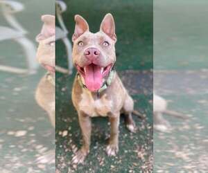 Mutt Dogs for adoption in Clarkesville, GA, USA