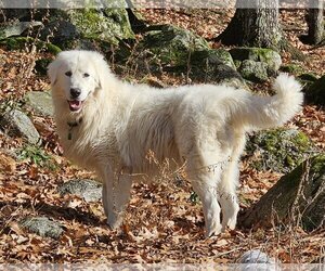 Small Maremma Sheepdog