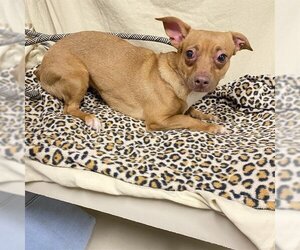 Chihuahua Dogs for adoption in Modesto, CA, USA