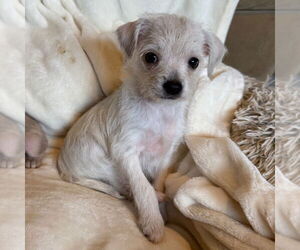 Chihuahua-Unknown Mix Dogs for adoption in Chico, CA, USA