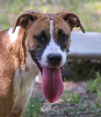 Boxer Dogs for adoption in Nesbit, MS, USA