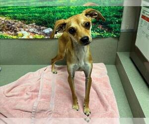 Italian Greyhound-Unknown Mix Dogs for adoption in Moreno Valley, CA, USA