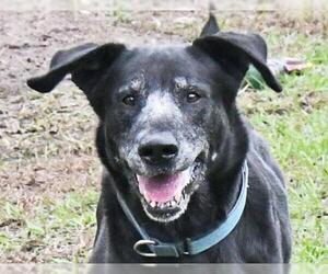 Labrador Retriever-Unknown Mix Dogs for adoption in Fernandina Beach, FL, USA