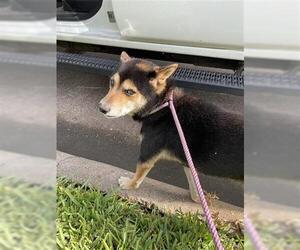 Shiba Inu Dogs for adoption in Houston, TX, USA