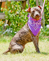 mountain cur whippet mix