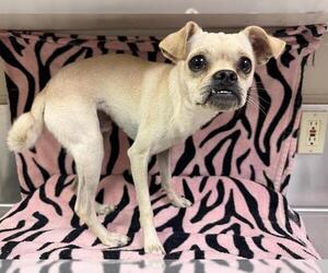 Chug Dogs for adoption in HESPERIA, CA, USA