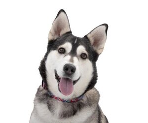 Huskies -Unknown Mix Dogs for adoption in Los Angeles, CA, USA