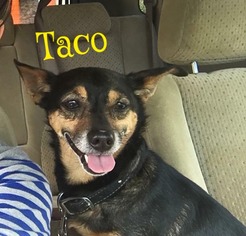 Chi-Corgi Dogs for adoption in Cantonment, FL, USA