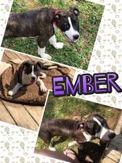 Bullboxer Pit Dogs for adoption in Chichester, NH, USA
