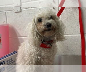 Poodle (Toy) Dogs for adoption in San Bernardino, CA, USA