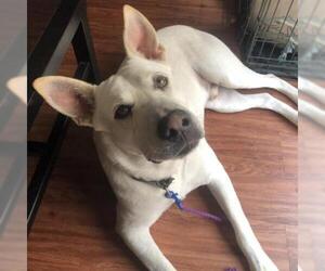 Unknown-white german shepherd Mix Dogs for adoption in Austin, TX, USA