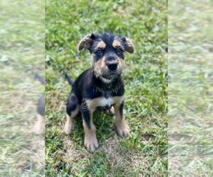 Mutt Dogs for adoption in SHERBURNE, NY, USA