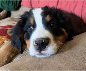 Bernese Mountain Dog Dogs for adoption in Winter Park, CO, USA