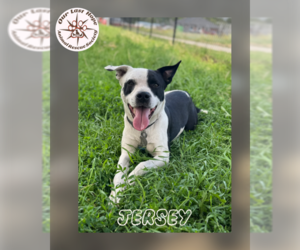 Border Collie-Unknown Mix Dogs for adoption in Princeton, British Columbia, Canada