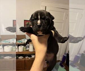 American Pit Bull Terrier-Bulldog Mix Dogs for adoption in New Orleans, LA, USA