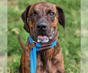 Plott Hound Dogs for adoption in St Louis, MO, USA