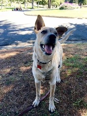 Mutt Dogs for adoption in Napa, CA, USA