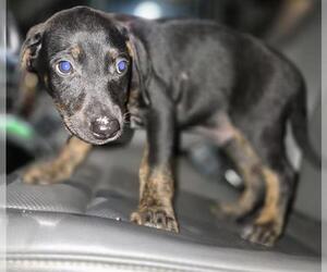 Doberman Pinscher-Unknown Mix Dogs for adoption in San Antonio, TX, USA