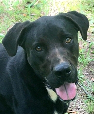 Lab-Pointer Dogs for adoption in Greenville, SC, USA