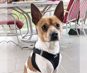 Rat Terrier-Unknown Mix Dogs for adoption in Atlanta, GA, USA