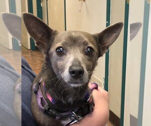 Chihuahua-Unknown Mix Dogs for adoption in Amarillo, TX, USA